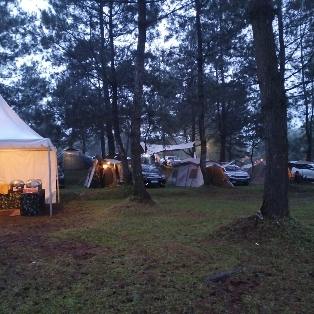 Tenda-tenda di bawah pohon pinus di pagi hari